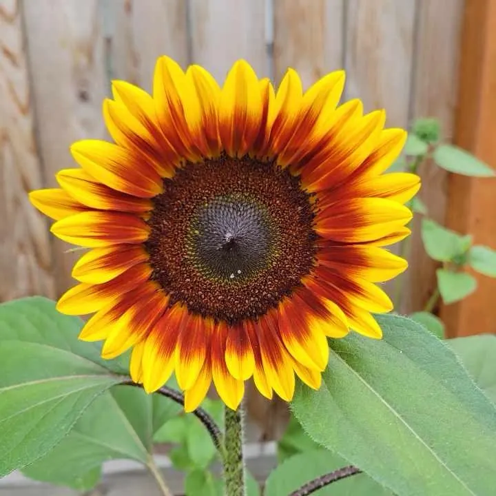 A red and gold sunflower in full bloom